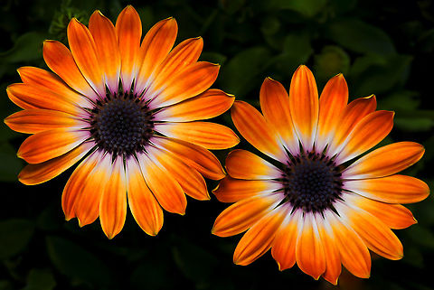 All things bright and beautiful Eye-catching African daisy Osteospermum ecklonis. Hardy, evergreen groundcover producing masses of flowers which are are stunningly vibrant through spring through to autumn. Cultivar 'sunshine beauty'. 

Flower diameter 5 cm
 Asteraceae,Asterales,Australia,Blue-and-white Daisybush,Calenduleae,Dimorphotheca ecklonis,Flora,Geotagged,Osteospermum ecklonis,Spring,botany,cape daisy,macro,new south wales,orange flowers