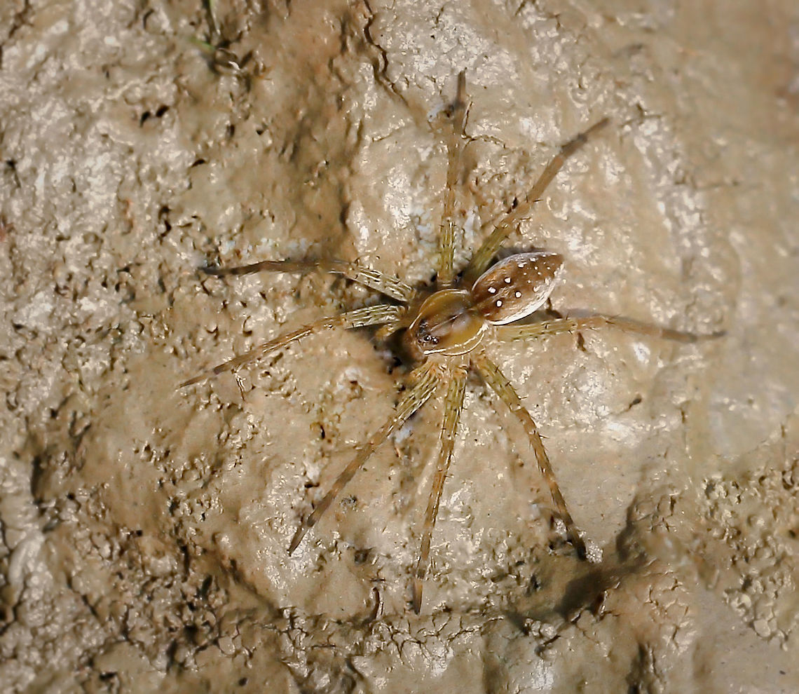 Dolomedes triton I learned only recently that the common name of &#039;six-spotted fishing spider&#039; is not a reference to the white spots on the abdomen, but to the six dark spots on the spider&rsquo;s sternum. Araneae,Dolomedes triton,Geotagged,Pisauridae,Six-spotted fishing spider,Summer,United States,arachnid,arthropod,fauna,invertebrate,pennsylvania