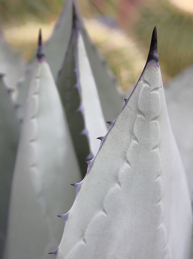 Agave parryi Native to Texas, Arizona, New Mexico. This specimen seen at the Phipps Conservatory and Botanical Gardens, Pittsburgh. This is variety 'truncata'. <br />
<br />
A compact rosette-forming succulent with broad, short, silver-blue leaves which have prominent purple-red teeth and terminal spines. Growing to 1 m in height by 1 m wide. <br />
<br />
I was particularly intrigued by the pattern that seemed to be 'carved' in to the leaf and decided to take a macro image to highlight that.  Agave parryi,Asparagaceae,Asparagales,Geotagged,Macro,Parry's Agave,United States,Winter,botany,flora