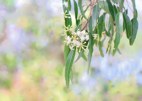 Whispers of spring A tip of the hat to the Impressionists with this pretty, springtime image of eucalyptus leaves and flowers. 

There was a gentle breeze at the time, which gave me inspiration for the title. 

Not sure of specific species.  Australia,Eucalyptus,Flora,Geotagged,Myrtaceae,Myrtales,Spring,botany,new south wales,white flower