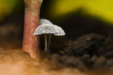 Micro mushrooms This trio of mushrooms were so tiny, just 10 mm height. I have placed them as bonnets (genus Mycena) as they fit the description. But any info of a more specific and expert type most welcome.   Agaricomycetes,Australia,Basidiomycota,Fungi,Geotagged,Macro,Spring,mycena,new south wales