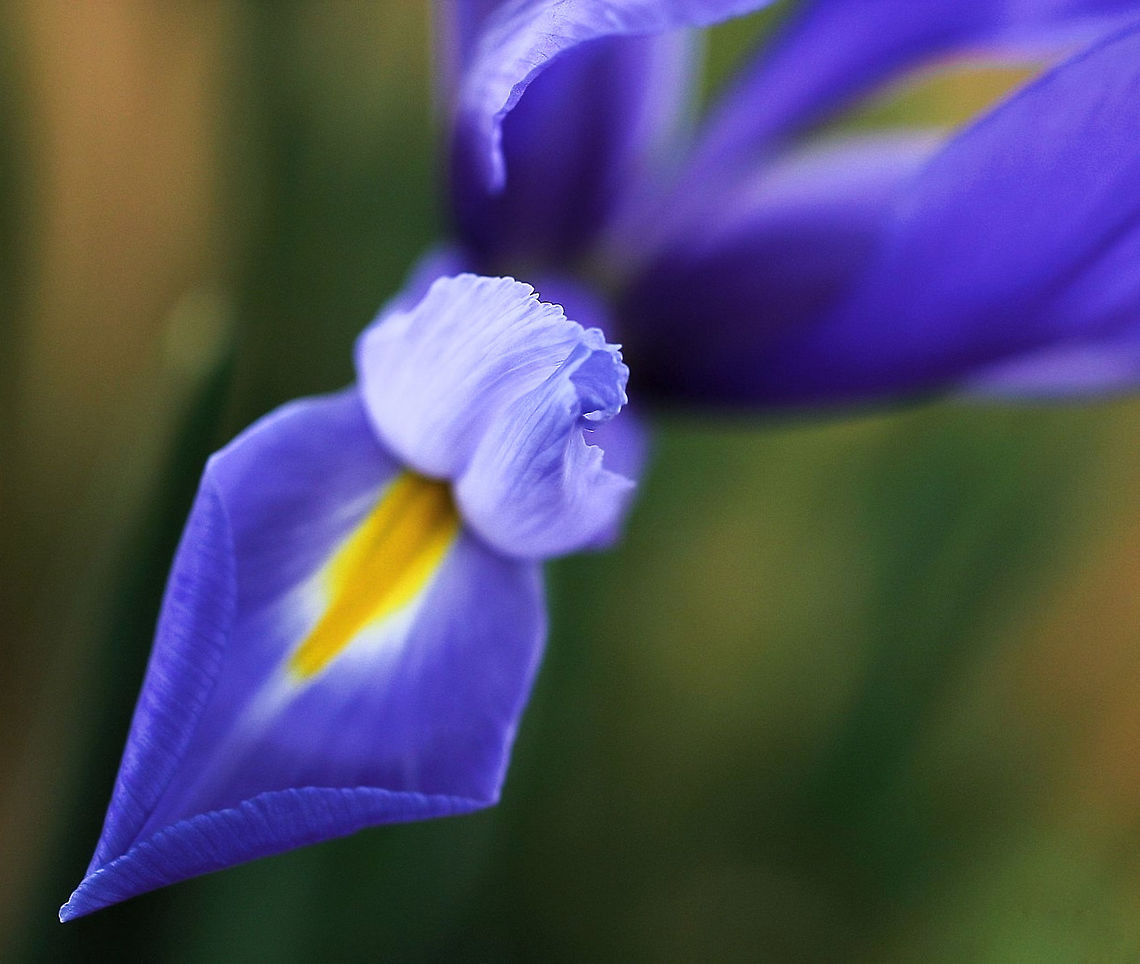 Dutch iris Growing from bulbs, reaching a height of around 50 cm. This is cultivar &#039;Imperator&#039;.  Asparagales,Australia,Dutch iris,Flora,Geotagged,Iridaceae,Iris hybrid,Iris x hollandica,Spring,botany,new south wales