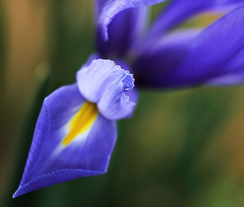 Dutch iris Growing from bulbs, reaching a height of around 50 cm. This is cultivar 'Imperator'.  Asparagales,Australia,Dutch iris,Flora,Geotagged,Iridaceae,Iris hybrid,Iris x hollandica,Spring,botany,new south wales