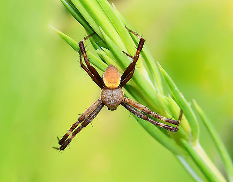 Mini male Argiope keyserlingi I found this tiny male nestled in the foliage. Like many species of orb-web spider, A. keyserlingi shows marked sexual dimorphism, with the females being many times larger than the males.
Body length 5 mm Araneae,Araneidae,Argiope keyserlingi,Australia,Fauna,Geotagged,Macro,Spring,St Andrew's Cross Spider,St Andrews Cross Spider,arthropod,invertebrate,new south wales