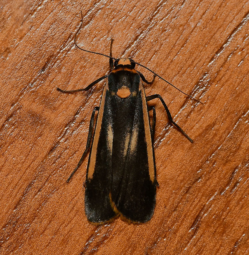 Brunia replana The larva of this moth is a nocturnal feeder of lichen, growing to around 30 mm. In the adult moth, the spot seen  here on the thorax, distinguishes this species from the similar Palaeosia bicosta.<br />
<br />
Wingspan 30 mm<br />
 Arctiinae,Australia,Brunia replana,Erebidae,Fauna,Geotagged,Lepidoptera,Lichen-eating Caterpillar,Lithosiini,Manulea replana,Spring,arthropod,insect,invertebrate,macro,new south wales