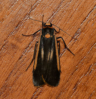 Brunia replana The larva of this moth is a nocturnal feeder of lichen, growing to around 30 mm. In the adult moth, the spot seen  here on the thorax, distinguishes this species from the similar Palaeosia bicosta.

Wingspan 30 mm
 Arctiinae,Australia,Brunia replana,Erebidae,Fauna,Geotagged,Lepidoptera,Lichen-eating Caterpillar,Lithosiini,Manulea replana,Spring,arthropod,insect,invertebrate,macro,new south wales