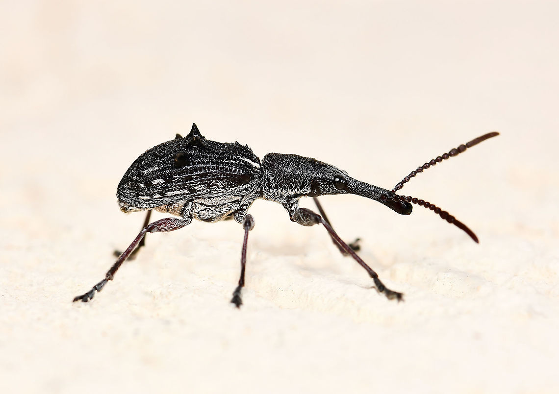 Eurhynchus quadrituberculatus A straight-snouted weevil with length of around 20 mm<br />
<br />
<figure class="photo"><a href="https://www.jungledragon.com/image/126555/eurhynchus_quadrituberculatus.html" title="Eurhynchus quadrituberculatus"><img src="https://s3.amazonaws.com/media.jungledragon.com/images/3314/126555_thumb.jpg?AWSAccessKeyId=05GMT0V3GWVNE7GGM1R2&Expires=1759968010&Signature=%2BcZlfj5sj5bP0cyt4DTv2yKCDD0%3D" width="200" height="170" alt="Eurhynchus quadrituberculatus A straight-snouted weevil with length of around 20 mm<br />
<br />
https://www.jungledragon.com/image/123793/sleek_weevil.html<br />
<br />
https://www.jungledragon.com/image/124455/eurhynchus_quadrituberculatus.html Australia,Brentidae,Coleoptera,Curculionidae,Eurhynchus quadrituberculatus,Geotagged,Spring,arthropod,fauna,insect,invertebrate,macro,new south wales,straight-snouted weevil,weevil" /></a></figure><br />
<br />
<figure class="photo"><a href="https://www.jungledragon.com/image/124455/eurhynchus_quadrituberculatus.html" title="Eurhynchus quadrituberculatus"><img src="https://s3.amazonaws.com/media.jungledragon.com/images/3314/124455_thumb.jpg?AWSAccessKeyId=05GMT0V3GWVNE7GGM1R2&Expires=1759968010&Signature=3YBEnhb91TMiiGpcdWd11Rnx%2FD4%3D" width="136" height="152" alt="Eurhynchus quadrituberculatus A straight-snouted weevil with length of around 20 mm.<br />
<br />
https://www.jungledragon.com/image/123793/sleek_weevil.html<br />
<br />
https://www.jungledragon.com/image/126555/eurhynchus_quadrituberculatus.html Australia,Brentidae,Coleoptera,Curculionidae,Eurhynchus quadrituberculatus,Geotagged,Summer,arthropod,fauna,insect,invertebrate,macro,new south wales,straight-snouted weevil,weevil" /></a></figure> Australia,Brentidae,Coleoptera,Curculionidae,Entomology,Eurhynchus quadrituberculatus,Fauna,Geotagged,Spring,arthropod,insect,invertebrate,macro,new south wales,straight-snouted weevil,weevil