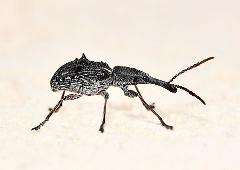 Eurhynchus quadrituberculatus A straight-snouted weevil with length of around 20 mm

https://www.jungledragon.com/image/126555/eurhynchus_quadrituberculatus.html

https://www.jungledragon.com/image/124455/eurhynchus_quadrituberculatus.html Australia,Brentidae,Coleoptera,Curculionidae,Entomology,Eurhynchus quadrituberculatus,Fauna,Geotagged,Spring,arthropod,insect,invertebrate,macro,new south wales,straight-snouted weevil,weevil