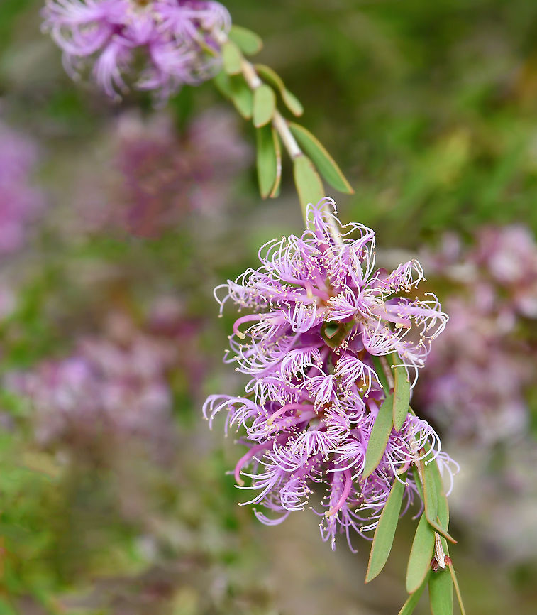 Melaleuca thymifolia Native to the east of this country, thyme honey-myrtle is a dense, mounded shrub with small leaves and clusters of attractive and intricate purple flowers that are produced in abundance in spring and sporadically throughout the year. The foliage has a spicy fragrance when crushed. <br />
<br />
Growing to 1m. Leaves 5 - 15 mm in length, up to 3 mm wide. Flowers are arranged in heads, sometimes at the ends of branches which continue to grow after flowering, and sometimes on the sides of the branches. The heads contain 2 to 10 individual flowers and are up to 25 mm in diameter. Australia,Flora,Geotagged,Macro,Melaleuca thymifolia,Myrtaceae,Myrtales,Spring,Thyme honey-myrtle,botany,new south wales,purple flowers