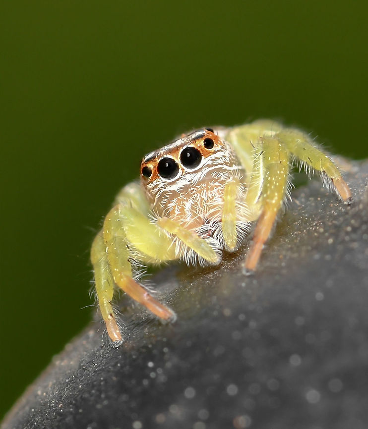 Opisthoncus sp. jumping spider Jumping spiders within genus Opisthoncus are found here in Australia, also New Guinea and New Britain. Their morphology varies quite markedly between species.<br />
<br />
Female 10 mm body length Araneae,Australia,Geotagged,Opisthoncus,Salticidae,Spring,arachnid,arthropod,fauna,invertebrate,macro,new south wales