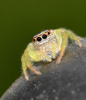 Opisthoncus sp. jumping spider Jumping spiders within genus Opisthoncus are found here in Australia, also New Guinea and New Britain. Their morphology varies quite markedly between species.

Female 10 mm body length Araneae,Australia,Geotagged,Opisthoncus,Salticidae,Spring,arachnid,arthropod,fauna,invertebrate,macro,new south wales