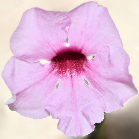 Bower of beauty flower Commonly known as bower of beauty vine and bower vine, Pandorea jasminoides is an evergreen, vigorous woody climber. Typically found in tropical and subtropical rainforests and warm temperate areas of eastern Queensland down to northern/mid-coast New South Wales. 

The glossy, dark green leaves are mostly opposite or in whorls of three and 12 to 20 cm in length. Each leaf consists of 4 to 7 leaflets with lanceolate/ovate leaves. Flowers, as seen here, are white or pale pink trumpet-shaped with hairy centres, up to 6 cm in length. Diameter of flowers is also up to 6 cm.  Australia,Bignoniaceae,Bower of beauty,Flora,Geotagged,Lamiales,Macro,Pandorea jasminoides,Spring,botany,bower of beauty vine,bower vine,new south wales,pink flower