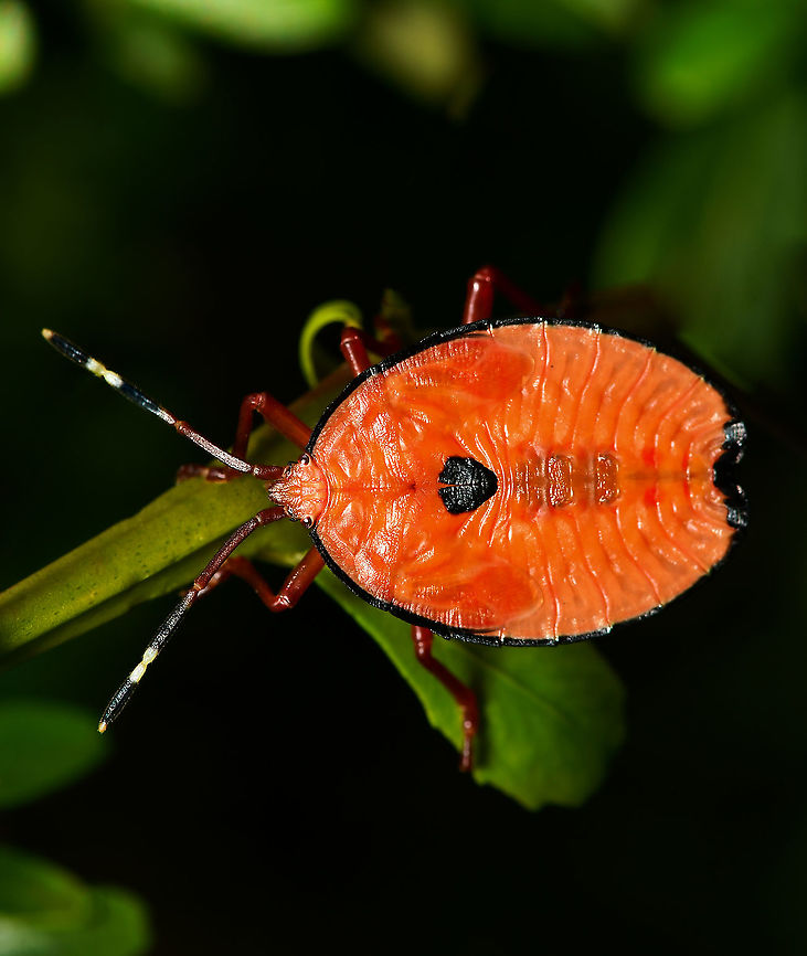 Bronze orange bug nymph Musgraveia sulciventris is a true bug in family Tessaratomidae with piercing and sucking mouthparts. These bugs live in forests, orchards and gardens in coastal areas. Feeding on plants belonging to the citrus family Rutaceae.<br />
<br />
These bronze orange bugs are known for their ability to produce unpleasant chemicals when disturbed. They can squirt a foul smelling fluid that will burn human skin and cause great discomfort if it gets in the eyes.<br />
<br />
This was one of a large grouping covering a single plant. It is a 4th or 5th instar nymph. <br />
<br />
25 mm length<br />
<br />
 Australia,Geotagged,Hemiptera,Musgraveia sulciventris,Pentatomoidea,Spring,Tessaratomidae,arthropod,fauna,insect,invertebrate,macro,new south wales