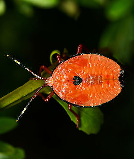 Bronze orange bug nymph Musgraveia sulciventris is a true bug in family Tessaratomidae with piercing and sucking mouthparts. These bugs live in forests, orchards and gardens in coastal areas. Feeding on plants belonging to the citrus family Rutaceae.

These bronze orange bugs are known for their ability to produce unpleasant chemicals when disturbed. They can squirt a foul smelling fluid that will burn human skin and cause great discomfort if it gets in the eyes.

This was one of a large grouping covering a single plant. It is a 4th or 5th instar nymph. 

25 mm length

 Australia,Geotagged,Hemiptera,Musgraveia sulciventris,Pentatomoidea,Spring,Tessaratomidae,arthropod,fauna,insect,invertebrate,macro,new south wales