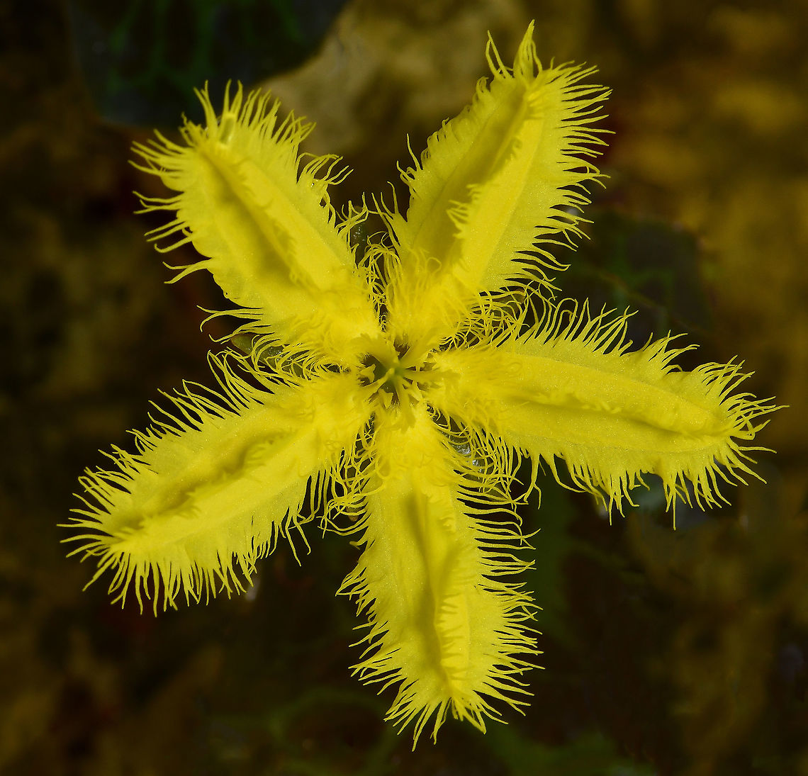 Australian aquatic fringe lily A native, aquatic, perennial plant that has been observed in all States of Australia. Grows in slow-flowing or still water, up to 1.5 m deep. It has also been found existing on drying mud patches. <br />
<br />
These pretty yellow flowers are just 30 mm diameter. This is the variegated form, where leaves have a lovely marbling of green and purple. <br />
<br />
<figure class="photo"><a href="https://www.jungledragon.com/image/125720/australian_aquatic_fringe_lily.html" title="Australian aquatic fringe lily"><img src="https://s3.amazonaws.com/media.jungledragon.com/images/3314/125720_thumb.jpg?AWSAccessKeyId=05GMT0V3GWVNE7GGM1R2&Expires=1759968010&Signature=URUkJnsmjyBcTfvCIpoOApLavkc%3D" width="200" height="192" alt="Australian aquatic fringe lily A native, aquatic, perennial plant that has been observed in all States of Australia. Grows in slow-flowing or still water, up to 1.5 m deep. It has also been found existing on drying mud patches.<br />
<br />
These pretty yellow flowers are just 30 mm diameter. This is the variegated form, where leaves have a lovely marbling of green and purple.<br />
<br />
https://www.jungledragon.com/image/124021/australian_aquatic_fringe_lily.html Asterales,Australia,Flora,Geotagged,Menyanthaceae,Nymphoides crenata,Spring,botany,macro,new south wales,spring,wavy marshwort,yellow flower" /></a></figure> Asterales,Australia,Flora,Geotagged,Menyanthaceae,Nymphoides crenata,Spring,botany,macro,new south wales,wavy marshwort,yellow flower
