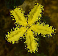 Australian aquatic fringe lily A native, aquatic, perennial plant that has been observed in all States of Australia. Grows in slow-flowing or still water, up to 1.5 m deep. It has also been found existing on drying mud patches. <br />
<br />
These pretty yellow flowers are just 30 mm diameter. This is the variegated form, where leaves have a lovely marbling of green and purple. <br />
<br />
https://www.jungledragon.com/image/125720/australian_aquatic_fringe_lily.html Asterales,Australia,Flora,Geotagged,Menyanthaceae,Nymphoides crenata,Spring,botany,macro,new south wales,wavy marshwort,yellow flower
