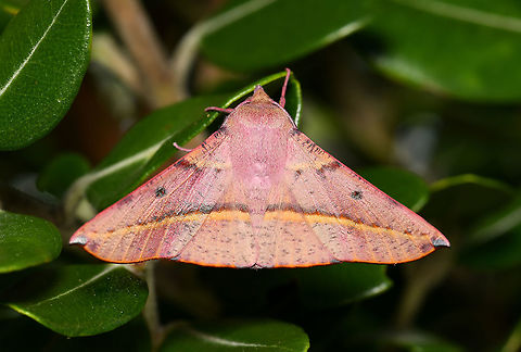 Pink-bellied moth Oenochroma vinaria can be found in most States here in Australia. The general wing colour of the adult moths varies from pink to brown. This also applies to the body. The moths all have a brown/yellow line across the upper surface of each wing. 

Larvae feed on plants within family Proteaceae, including Grevillea, Hakea and Banksia species.

Wingspan 50 to 70 mm.  Australia,Geometridae,Geometroidea,Geotagged,Hakea wine moth,Lepidoptera,Oenochroma vinaria,Oenochrominae,Pink-bellied moth,Spring,arthropod,fauna,insect,invertebrate,macro,new south wales,pink-bellied moth