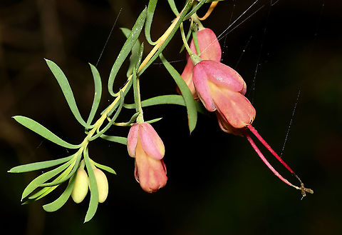 Homoranthus porteri Homoranthus is a small genus of around 8 species. Very closely related to the genus Darwinia. H. porteri is found in the wild on sandstone soils in a very small area of north-east Queensland between Herberton and Cooktown. Listed as vulnerable in its natural environment. 

Growing to around 1 m in height. Leaves are very small, around 4 mm x by 2 mm. The small flowers occur in pairs on short stems hanging from the leaf axils and are surrounded by red bracts. Australia,Flora,Geotagged,Homoranthus porteri,Macro,Myrtaceae,Myrtales,Pink Flowers,Spring,botany,new south wales