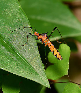 Alydid broad-headed bug Noliphus erythrocephalus is a true bug with piercing and sucking mouthparts. Insects within family Alydidae are commonly called broad-headed bugs.

15 mm body length Alydidae,Australia,Colorful Board-headed Bug,Geotagged,Hemiptera,Noliphus erythrocephalus,Spring,arthropod,broad-headed bug,fauna,insect,invertebrate,macro,new south wales