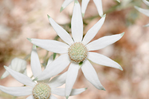 Australian flannel flower The genus Actinotus contains 20 species, 19 of which are endemic to this country. Actinotus helianthi has a natural range extending from central and south-eastern Queensland down to the south coast of New South Wales.

Varying in height from 50 cm up to 1.5 m. Depending on the environment, the nature of the plant varies between a large herbaceous plant and a small shrub. The entire plant has a soft, woolly feel due to the presence of white hairs. Flowers are surrounded by green-tipped, white bracts.  Actinotus helianthi,Apiaceae,Apiales,Australia,Botany,Flannel Flower,Flora,Geotagged,Spring,White flower,flannel flower,macro,new south wales