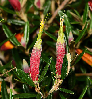 Spreading correa Endemic to South Australia. A procumbent or low erect shrub, 0.2- 0.5 m x 1- 3 m. Flowers around 30 mm length, flowering November to February and April to August.  Australia,Botany,Correa decumbens,Flora,Geotagged,Macro,Rutaceae,Sapindales,Spreading correa,Spring,new south wales