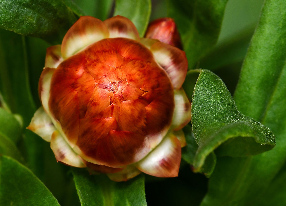 Everlasting daisy bud Xerochrysum is a small genus of six species, all of which were formerly classified in the genus Bracteantha. Xerochrysum bracteatum was previously known as Bracteantha bracteata and references to its even earlier name of Helichrysum bracteatum may still be found in many publications.<br />
<br />
These native plants are variable, from annual forms to low growing perennial sub-shrubs. Widespread in various habitats in all States and Territories of Australia. <br />
<br />
Leaves are usually large, up to 10 cm in length. The individual flowers are very small but are formed into a large cluster surrounded by large papery bracts. The overall appearance is that of a large, single 'flower' with the bracts as the 'petals'. However, well over a hundred true flowers occur inside the ring of bracts.<br />
<br />
Here we see the bracts still closed, encasing the flowers, yet to open and emerge - and below, half-open and fully open (a different cultivar). This orange one is cultivar 'sunrise'. <br />
<br />
<figure class="photo"><a href="https://www.jungledragon.com/image/125110/everlasting_daisy_half-unfurled.html" title="Everlasting daisy half-unfurled"><img src="https://s3.amazonaws.com/media.jungledragon.com/images/3314/125110_thumb.jpg?AWSAccessKeyId=05GMT0V3GWVNE7GGM1R2&Expires=1769040010&Signature=zgfNdchZ8Lw7Sa3wnkWzfWSR0UQ%3D" width="200" height="194" alt="Everlasting daisy half-unfurled Xerochrysum is a small genus of six species, all of which were formerly classified in the genus Bracteantha. Xerochrysum bracteatum was previously known as Bracteantha bracteata and references to its even earlier name of Helichrysum bracteatum may still be found in many publications.<br />
<br />
These native plants are variable, from annual forms to low growing perennial sub-shrubs. Widespread in various habitats in all States and Territories of Australia.<br />
<br />
Leaves are usually large, up to 10 cm in length. The individual flowers are very small but are formed into a large cluster surrounded by large papery bracts. The overall appearance is that of a large, single 'flower' with the bracts as the 'petals'. However, well over a hundred true flowers occur inside the ring of bracts.<br />
<br />
Here we see the bracts half-unfurled, encasing the flowers, yet to open and emerge and below, a fully enclosed bud. This is cultivar 'sunrise'. <br />
<br />
https://www.jungledragon.com/image/124297/everlasting_daisy_bud.html Asteraceae,Asterales,Australia,Bracteantha bracteata,Everlasting daisy,Flora,Geotagged,Spring,Strawflower,XEROCHRYSUM BRACTEATUM,Xerochrysum bracteatum,botany,new south wales,paper daisy" /></a></figure><br />
<br />
<figure class="photo"><a href="https://www.jungledragon.com/image/87807/paper_daisy_fully_open.html" title="Paper daisy (fully open)"><img src="https://s3.amazonaws.com/media.jungledragon.com/images/3314/87807_thumb.jpg?AWSAccessKeyId=05GMT0V3GWVNE7GGM1R2&Expires=1769040010&Signature=eKj2%2FTcVOrn04TnDaAZlgVhfyZk%3D" width="200" height="190" alt="Paper daisy (fully open) Xerochrysum is a genus of plants native to Australia with variable forms including annuals and low growing perennial shrubs. Their flowers really do feel as if made of paper!<br />
<br />
The genus was formerly known as Helichrysum and is now also known as Xerochrysum.<br />
<br />
https://www.jungledragon.com/image/86974/paper_daisy_beginning_to_open.html<br />
<br />
https://www.jungledragon.com/image/124297/everlasting_daisy_bud.html<br />
<br />
https://www.jungledragon.com/image/125110/everlasting_daisy_half-opened.html Australia,Bracteantha bracteata,Everlasting Daisy,Flora,Geotagged,Golden everlasting,Helichrysum,Macro,Paper Daisy,Spring,Strawflower,XEROCHRYSUM BRACTEATUM,Xerochrysum bracteatum,new south wales,plant,white flower" /></a></figure><br />
<br />
<br />
<br />
<br />
 Asteraceae,Asterales,Australia,Bracteantha bracteata,Flora,Geotagged,Spring,Strawflower,Xerochrysum bracteatum,botany,everlasting daisy,new south wales,paper daisy
