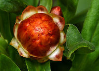 Everlasting daisy bud Xerochrysum is a small genus of six species, all of which were formerly classified in the genus Bracteantha. Xerochrysum bracteatum was previously known as Bracteantha bracteata and references to its even earlier name of Helichrysum bracteatum may still be found in many publications.<br />
<br />
These native plants are variable, from annual forms to low growing perennial sub-shrubs. Widespread in various habitats in all States and Territories of Australia. <br />
<br />
Leaves are usually large, up to 10 cm in length. The individual flowers are very small but are formed into a large cluster surrounded by large papery bracts. The overall appearance is that of a large, single 'flower' with the bracts as the 'petals'. However, well over a hundred true flowers occur inside the ring of bracts.<br />
<br />
Here we see the bracts still closed, encasing the flowers, yet to open and emerge - and below, half-open and fully open (a different cultivar). This orange one is cultivar 'sunrise'. <br />
<br />
https://www.jungledragon.com/image/125110/everlasting_daisy_half-opened.html<br />
<br />
https://www.jungledragon.com/image/87807/paper_daisy_fully_open.html<br />
<br />
<br />
<br />
<br />
 Asteraceae,Asterales,Australia,Bracteantha bracteata,Flora,Geotagged,Spring,Strawflower,Xerochrysum bracteatum,botany,everlasting daisy,new south wales,paper daisy
