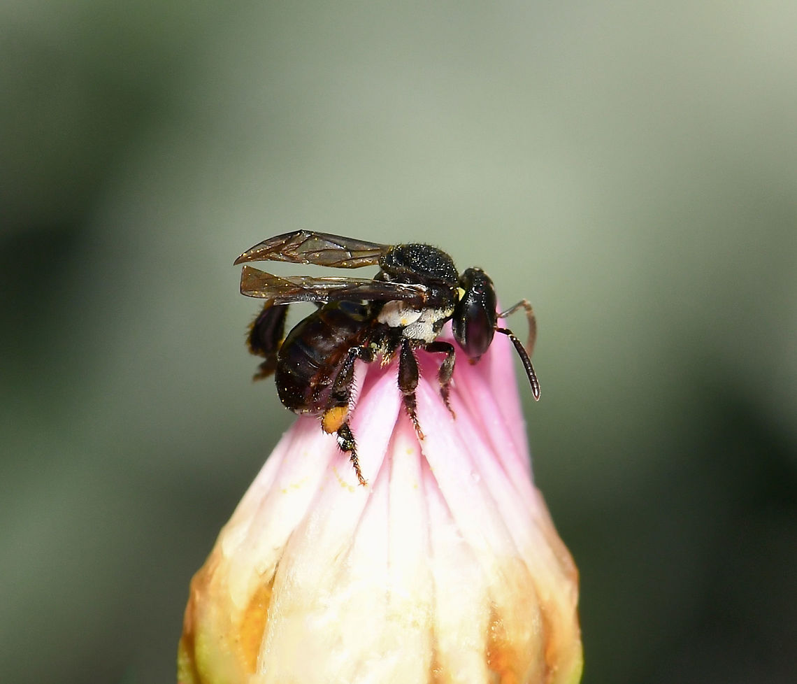 Australian stingless micro bee At just 4 mm length and with their black colouration, these tiny bees are so small, they look like flies when visiting a plant. This is one of our native, charcoal stingless micro bees warming up on a flower bud early morning. <br />
<br />
We have eleven species of small black stingless bees here in Australia. <br />
<br />
Our native bees hold important roles in conserving biodiversity and ecosystem health. <br />
<br />
 Apidae,Australia,Charcoal Stingless Bee,Geotagged,Spring,Tetragonula carbonaria,arthropod,fauna,hymenoptera,insect,invertebrate,macro,micro bee,new south wales,stingless bee,sugarbag bee