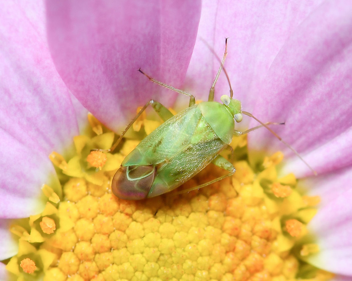 Taylorilygus apicalis The tiniest of plant bugs within family Miridae.<br />
<br />
4 mm body length Australia,Geotagged,Miridae,Spring,Taylorilygus apicalis,arthropod,broken-backed bug,fauna,insect,invertebrate,macro,new south wales,plant bug