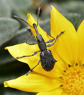 Eurhynchus quadrituberculatus A straight-snouted weevil with length of around 20 mm.

https://www.jungledragon.com/image/123793/sleek_weevil.html

https://www.jungledragon.com/image/126555/eurhynchus_quadrituberculatus.html Australia,Brentidae,Coleoptera,Curculionidae,Eurhynchus quadrituberculatus,Geotagged,Summer,arthropod,fauna,insect,invertebrate,macro,new south wales,straight-snouted weevil,weevil