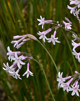 Society garlic Plants within genus Tulbaghia are tough South African plants from the Amaryllidaceae family, clump-forming with narrow leaves and tall flower stalks holding umbels of pretty, star-shaped flowers from late spring until autumn.

If one crushes the foliage, a distinct garlic smell is released, hence the common name. Indeed, even lightly brushing past can release the smell.  Amaryllidaceae,Asparagales,Australia,Flora,Geotagged,Spring,Tulbaghia cominsii,botany,macro,new south wales,pink flowers,society garlic