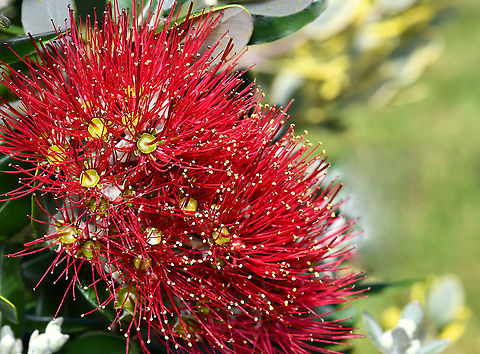 Metrosideros thomasii Native to New Zealand, Metrosideros thomasii is a shrub or small tree with oblong, glossy, leathery, grey/green leaves and spectacular crimson pom-pom type flowers that are made up of many fluffy stamens. Lovely silvery new growth. Commonly known as New Zealand Christmas bush due to its peak flowering period being at that time of year. 

Shown here is the variegata where leaves are green, edged with gold.  Australia,Flora,Geotagged,Metrosideros thomasii,Myrtaceae,Myrtales,New Zealand Christmas Bush,Spring,botany,macro,new south wales,red flowers