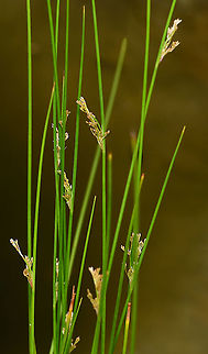 Juncus usitatus An upright sedge with a tussock habit that naturally grows along fresh water creeks and dams. Rhizomatous, perennial with slender rush type leaves. 

Growing to around 1m.  Australia,Flora,Geotagged,Juncaceae,Juncus usitatus,Poales,Spring,botany,common rush,macro,new south wales