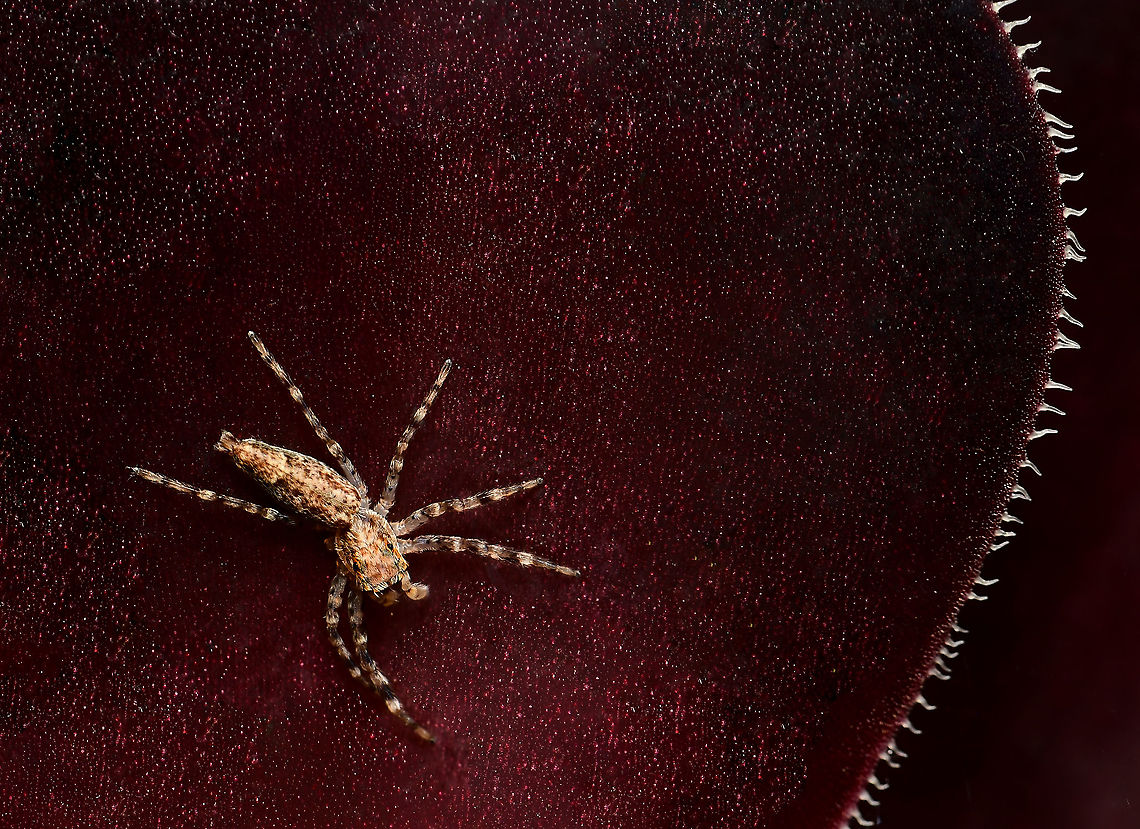 Helpis minitabunda on Aeonium A female Helpis minitabunda jumping spider seen on Aeonium succulent. I notice she&#039;s missing a leg. Until I took this macro, I had not been aware of the intriguing structures along the leaf edge of this plant. <br />
<br />
10 mm body length Aeonium,Araneae,Aussie Bronze jumper,Australia,Geotagged,Helpis minitabunda,Salticidae,Spring,Threatening Jumping spider,arachnid,arthropod,bronze hopper,fauna,invertebrate,macro,new south wales