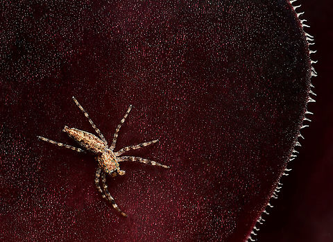 Helpis minitabunda on Aeonium A female Helpis minitabunda jumping spider seen on Aeonium succulent. I notice she's missing a leg. Until I took this macro, I had not been aware of the intriguing structures along the leaf edge of this plant. 

10 mm body length Aeonium,Araneae,Aussie Bronze jumper,Australia,Geotagged,Helpis minitabunda,Salticidae,Spring,Threatening Jumping spider,arachnid,arthropod,bronze hopper,fauna,invertebrate,macro,new south wales