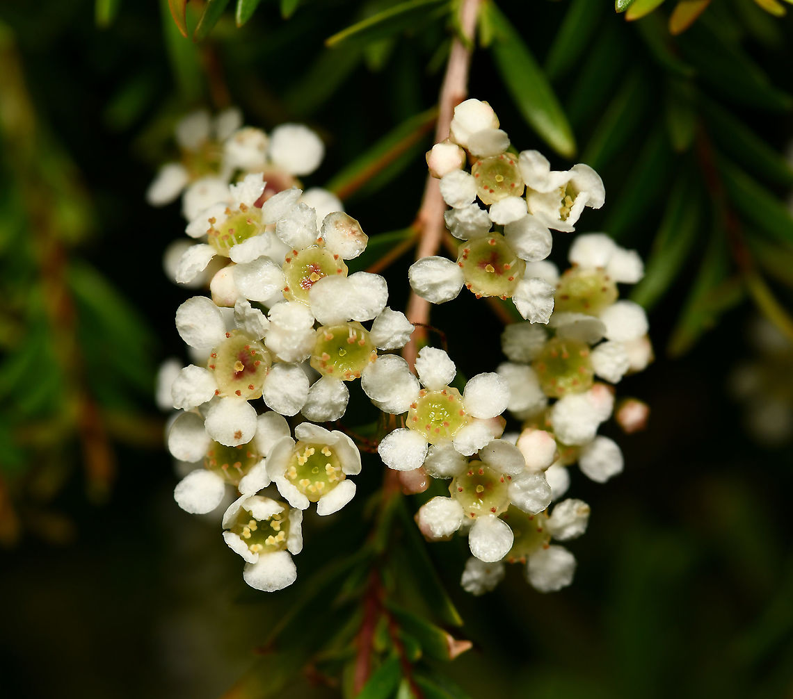 Sannantha virgata Commonly known as heath myrtle, this is a mid-sized, woody shrub with beautiful long weeping foliage that gets covered with tiny, honey-scented white flowers late spring and on through summer. New growth is a rich bronze colour maturing to very fine green foliage. <br />
<br />
Each flower just 5 mm diameter. Growing to 3 m. <br />
<br />
Baeckea virgata were transferred to the genus Babingtonia but has now been assigned to the genus Sannantha. Australia,Flora,Geotagged,Myrtaceae,Myrtales,Sannantha virgata,Spring,botany,heath myrtle,macro,new south wales,white flowers