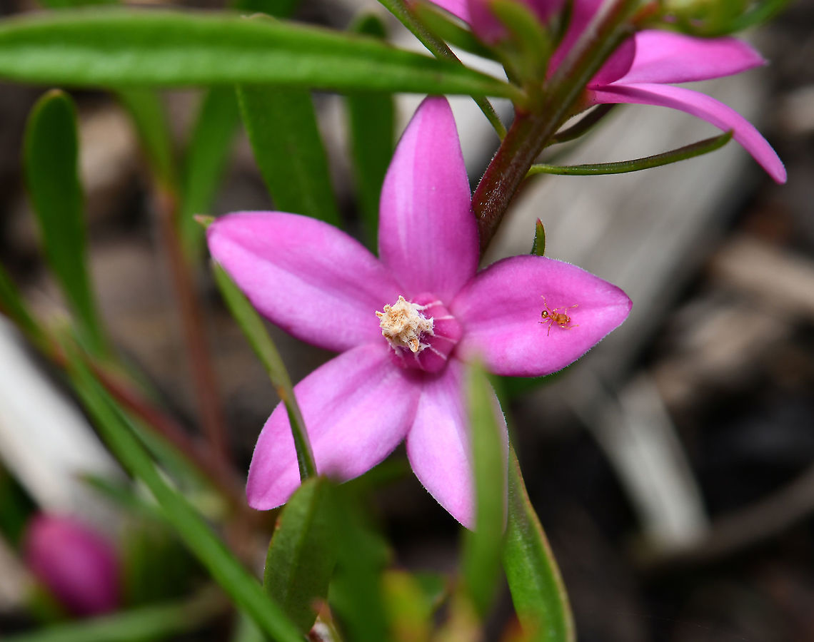 Crowea exalata These small shrubs are native to Australia, related to the Boronias. Masses of pink flowers through the summer and in to autumn.<br />
<br />
Spreads outwards more than upwards and grows to about 1 m across by 70 cm high. <br />
<br />
(On a side note - I am intrigued by the ant seen on one of the petals. It has such a curious shaped body!).  Australia,Crowea exalata,Flora,Geotagged,Rutaceae,Sapindales,Spring,botany,new south wales,pink flowers