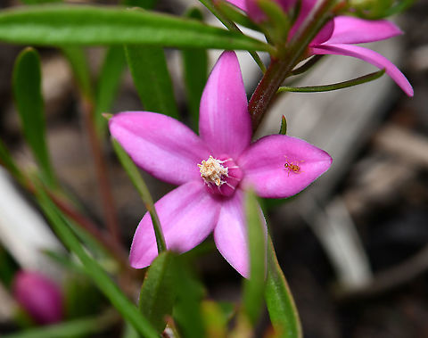 Crowea exalata These small shrubs are native to Australia, related to the Boronias. Masses of pink flowers through the summer and in to autumn.

Spreads outwards more than upwards and grows to about 1 m across by 70 cm high. 

(On a side note - I am intrigued by the ant seen on one of the petals. It has such a curious shaped body!).  Australia,Crowea exalata,Flora,Geotagged,Rutaceae,Sapindales,Spring,botany,new south wales,pink flowers