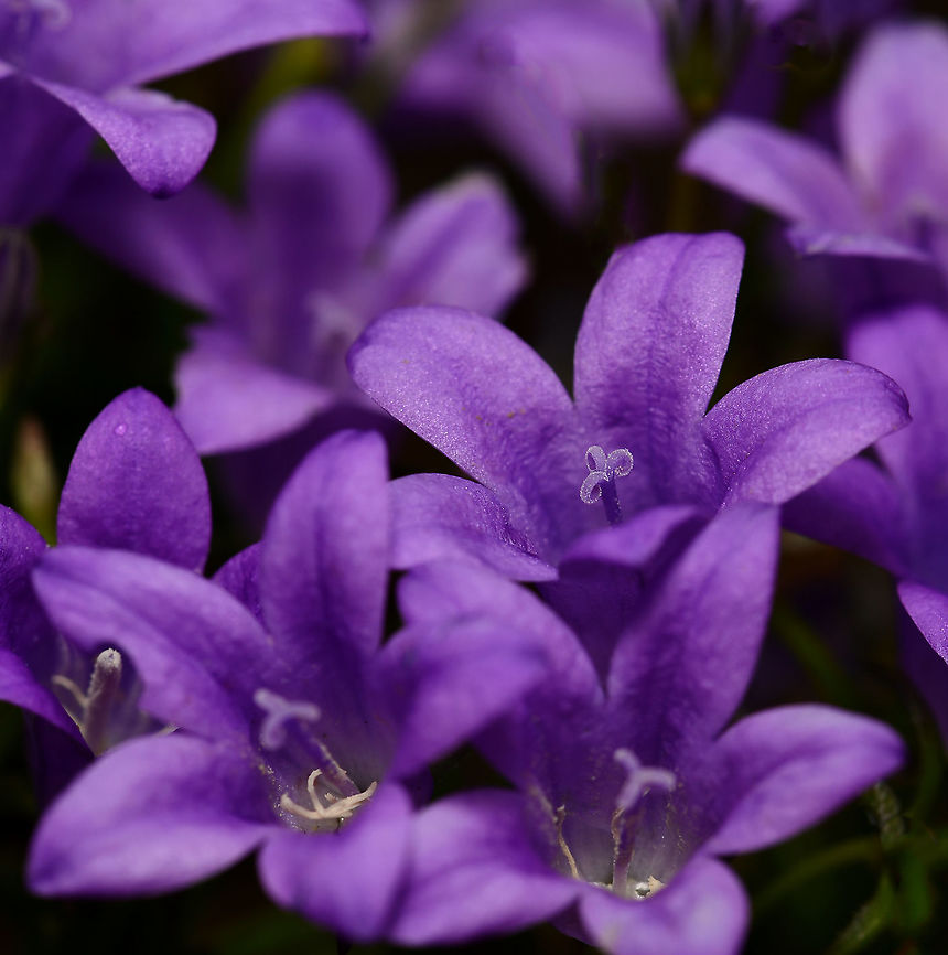 Campanula portenschlagiana An alpine campanula, native to the Dalmatian Mountains in Croatia. Forming a dense mat of small ivy-like leaves which become hidden beneath the mass of small purple bells in summer. <br />
<br />
15 cm in height x 50 cm spread. Each flower 20 mm in length and 15 - 20 mm in diameter.  Asterales,Australia,Campanula portenschlagiana,Campanulaceae,Dalmatian bellflower,Flora,Geotagged,Macro,Spring,botany,new south wales,purple flowers