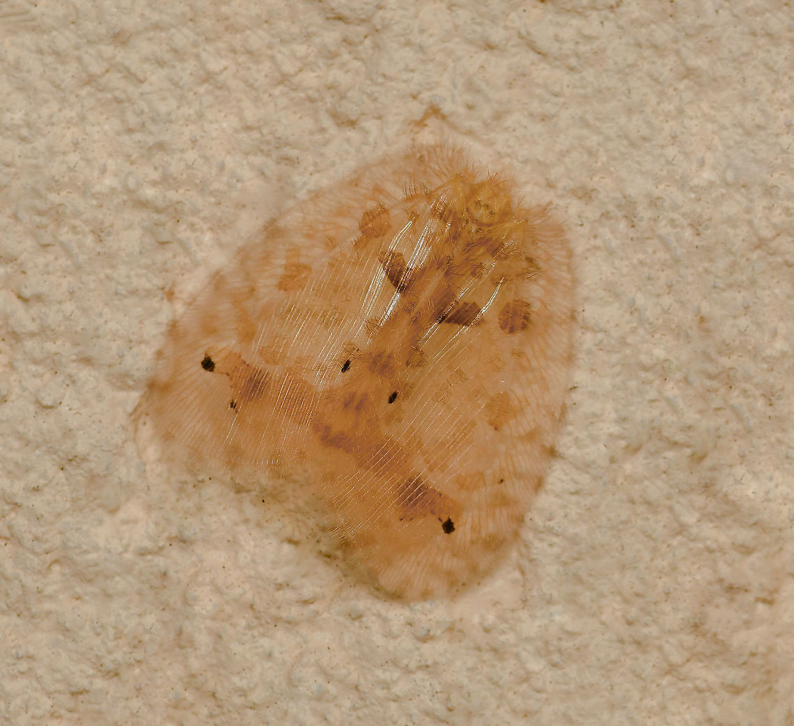 Psychopsis insolens Psychopsis insolens is a member of the silky lacewing family Psychopsidae. These delicate and diaphanous insects are nocturnal and I found this one in repose on my house wall during the day.<br />
<br />
The silky lacewings are distinguishable in their adult stage by their patterned wings which are covered in soft hair. The wings have a broad shape with marked venation.  <br />
<br />
15 mm wingspan at the widest point and 12 mm body length.  Australia,Geotagged,Neuroptera,Psychopsidae,Psychopsis insolens,Silky lacewing,Spring,arthropod,fauna,insect,invertebrate,macro,new south wales,silky lacewing