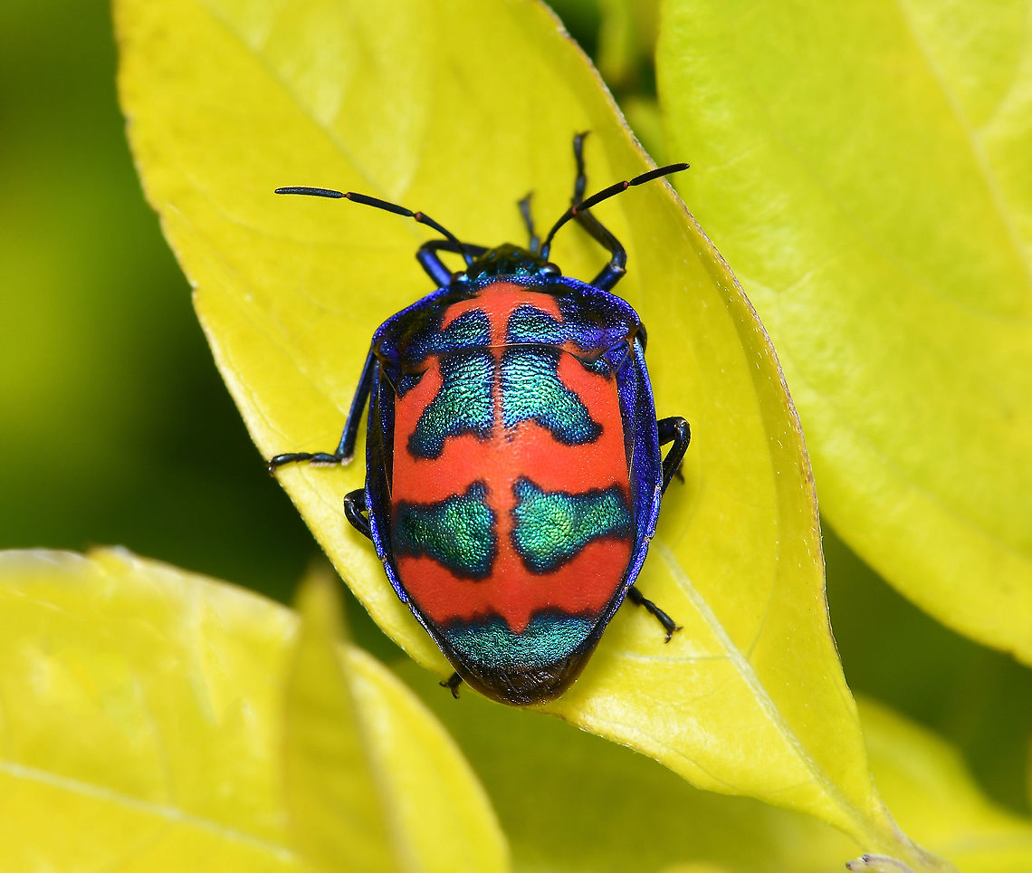 Hibiscus harlequin bug These true bugs with sucking and piercing mouth parts are a common sight in this location. Singularly, or in large groupings, which is quite a sight to behold given the beautiful colours and patterns. <br />
<br />
Native to the east of this country. They feed on many species belonging to the family Malvaceae, including hibiscus species and cotton. The males and females are different colours, with the females mostly orange and the males mostly blue/green-red.<br />
<br />
20 mm body length Australia,Cotton Harlequin bug,Geotagged,Hemiptera,Hibiscus Harlequin Bug,Scutelleridae,Spring,Tectocoris diophthalmus,arthropod,fauna,hibiscus harlequin bug,insect,invertebrate,jewel bug,macro,metallic shield bug,new south wales