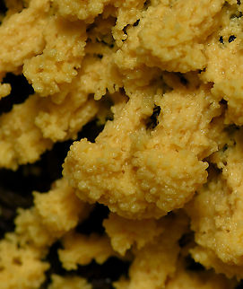 Scrambled egg slime Also commonly known as dog vomit slime. It has been perfect conditions here for fungi and slimes given our endless rains that are occurring, not usual for this time of year. I came across this patch and monitored it over the course of a week in roughly 12 hour intervals.
This is a macro image of the yellow aethelia soon after emerging. The area of mold measured 33 x 21 cm. I'll add additional developmental images as soon as I've edited them. Amoebozoa,Australia,Dog vomit slime mold,Fuligo septica,Geotagged,Myxogastria,Physaraceae,Physarales,Summer,scrambled egg slime