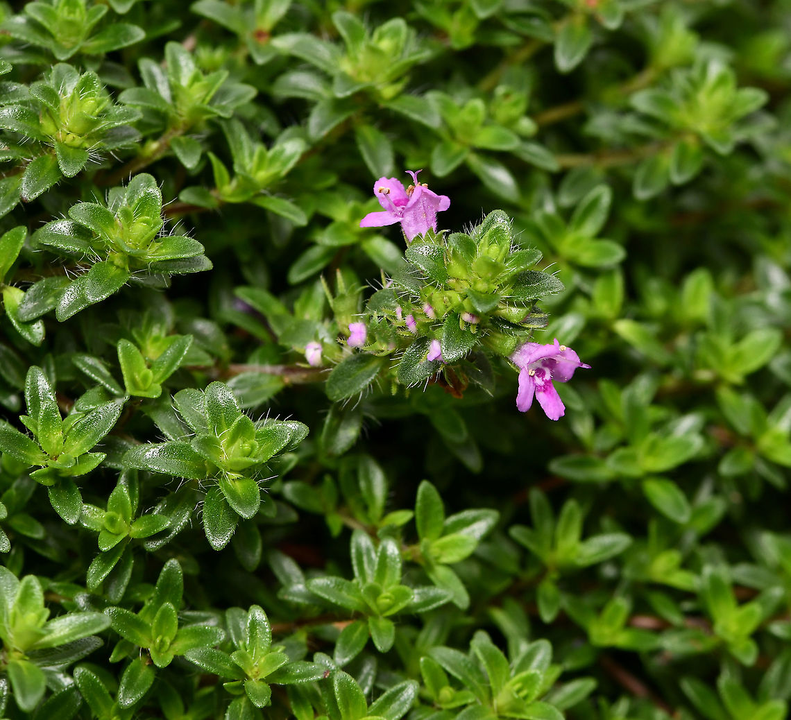 Pink creeping thyme A mat forming ground cover with aromatic, bright green leaves. Flowering in spring and summer. <br />
<br />
Growing 10 cm high and spreading to 1 m. Each flower very small, around 5 mm. <br />
<br />
This is &#039;Coccineus&#039; variety.  Australia,Botany,Breckland Thyme,Flora,Geotagged,Lamiaceae,Lamilaes,Spring,Thymus serpyllum,macro,new south wales,pink flowers