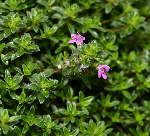 Pink creeping thyme A mat forming ground cover with aromatic, bright green leaves. Flowering in spring and summer. 

Growing 10 cm high and spreading to 1 m. Each flower very small, around 5 mm. 

This is 'Coccineus' variety.  Australia,Botany,Breckland Thyme,Flora,Geotagged,Lamiaceae,Lamilaes,Spring,Thymus serpyllum,macro,new south wales,pink flowers