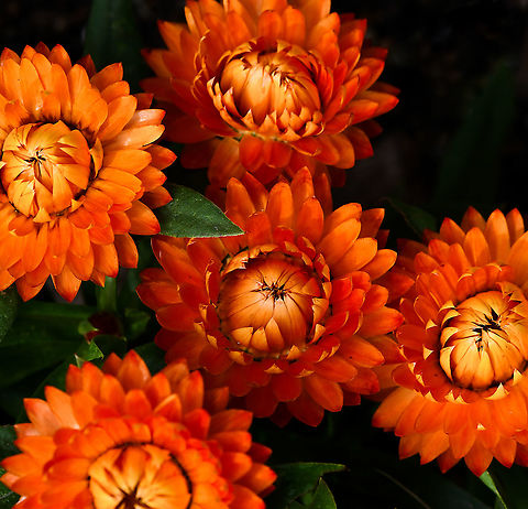 Everlasting daisy half-unfurled Xerochrysum is a small genus of six species, all of which were formerly classified in the genus Bracteantha. Xerochrysum bracteatum was previously known as Bracteantha bracteata and references to its even earlier name of Helichrysum bracteatum may still be found in many publications.

These native plants are variable, from annual forms to low growing perennial sub-shrubs. Widespread in various habitats in all States and Territories of Australia.

Leaves are usually large, up to 10 cm in length. The individual flowers are very small but are formed into a large cluster surrounded by large papery bracts. The overall appearance is that of a large, single 'flower' with the bracts as the 'petals'. However, well over a hundred true flowers occur inside the ring of bracts.

Here we see the bracts half-unfurled, encasing the flowers, yet to open and emerge and below, a fully enclosed bud. This is cultivar 'sunrise'. 

https://www.jungledragon.com/image/124297/everlasting_daisy_bud.html Asteraceae,Asterales,Australia,Bracteantha bracteata,Everlasting daisy,Flora,Geotagged,Spring,Strawflower,XEROCHRYSUM BRACTEATUM,Xerochrysum bracteatum,botany,new south wales,paper daisy