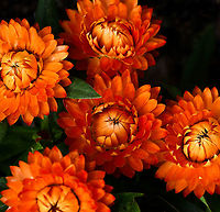 Everlasting daisy half-unfurled Xerochrysum is a small genus of six species, all of which were formerly classified in the genus Bracteantha. Xerochrysum bracteatum was previously known as Bracteantha bracteata and references to its even earlier name of Helichrysum bracteatum may still be found in many publications.<br />
<br />
These native plants are variable, from annual forms to low growing perennial sub-shrubs. Widespread in various habitats in all States and Territories of Australia.<br />
<br />
Leaves are usually large, up to 10 cm in length. The individual flowers are very small but are formed into a large cluster surrounded by large papery bracts. The overall appearance is that of a large, single 'flower' with the bracts as the 'petals'. However, well over a hundred true flowers occur inside the ring of bracts.<br />
<br />
Here we see the bracts half-unfurled, encasing the flowers, yet to open and emerge and below, a fully enclosed bud. This is cultivar 'sunrise'. <br />
<br />
https://www.jungledragon.com/image/124297/everlasting_daisy_bud.html Asteraceae,Asterales,Australia,Bracteantha bracteata,Everlasting daisy,Flora,Geotagged,Spring,Strawflower,XEROCHRYSUM BRACTEATUM,Xerochrysum bracteatum,botany,new south wales,paper daisy