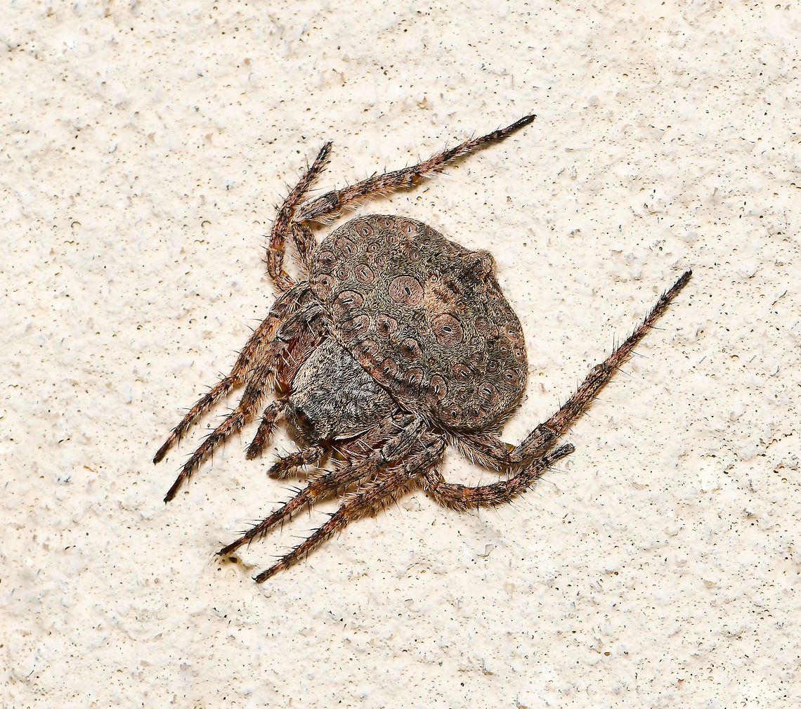 Dolophones sp. wrap-around spider This little wrap-around was quite out of place, usually blending in to the bark of twigs and branches (and therefore often overlooked). <br />
<br />
Female 10 mm body length Araneae,Araneidae,Australia,Dolophones,Geotagged,arachnid,fauna,invertebrate,macro,new south wales,summer,wrap-around spider