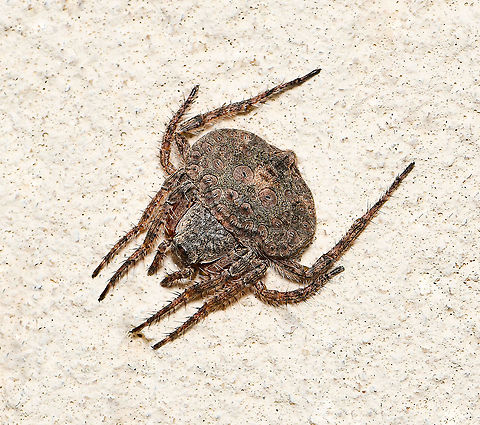 Dolophones sp. wrap-around spider This little wrap-around was quite out of place, usually blending in to the bark of twigs and branches (and therefore often overlooked). 

Female 10 mm body length Araneae,Araneidae,Australia,Dolophones,Geotagged,arachnid,fauna,invertebrate,macro,new south wales,summer,wrap-around spider