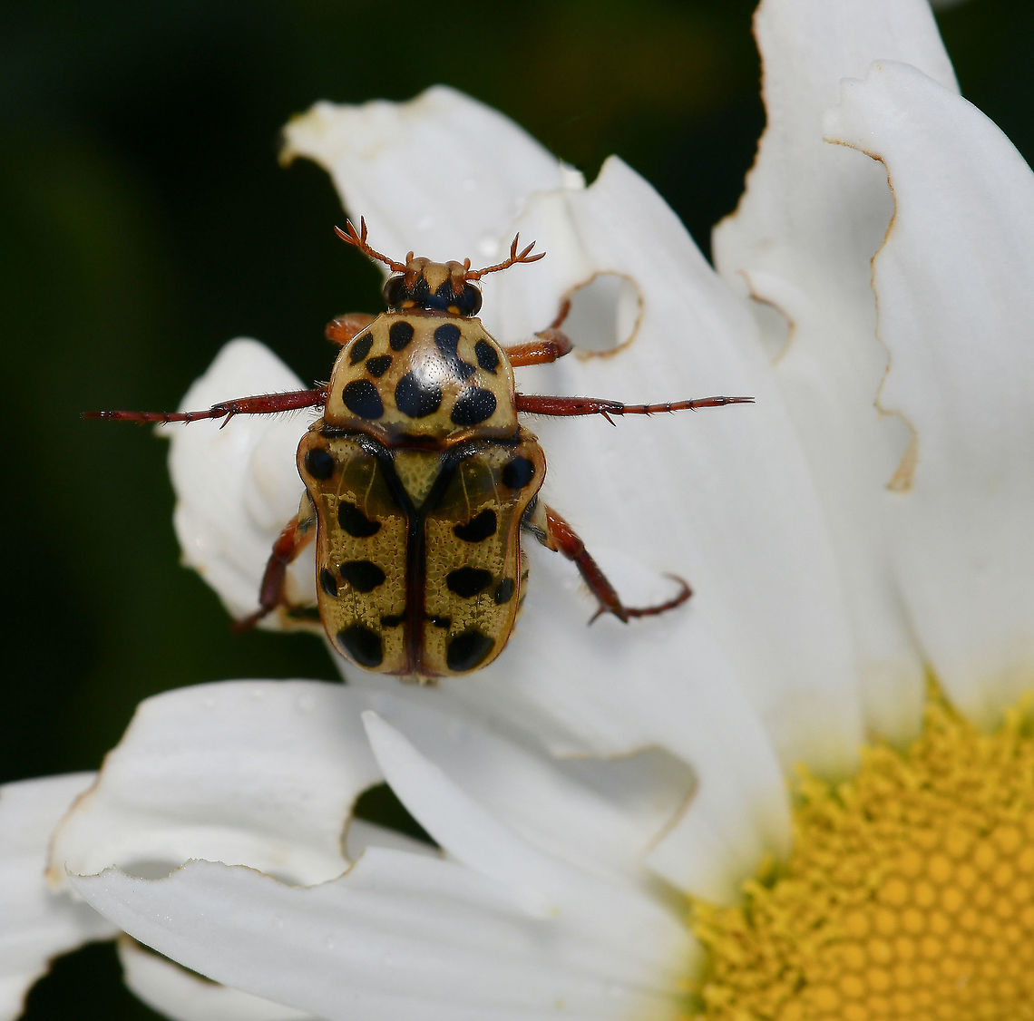 Punctate flower chafer Also known as the spotted flower chafer beetle. Found from mid New South Wales, up in to northern Queensland in urban areas, forests and woodland, feeding on the nectar of flowers. <br />
<br />
These are unusual because, unlike other beetles, they fly with their colourful wing cases closed. The larvae are white and live in rotting wood and decaying vegetable matter. Emerging as adults in summer.<br />
<br />
20 mm body length Australia,Cetoniinae,Coleoptera,Geotagged,Neorrhina punctata,Punctate flower chafer,Scarabaeidae,Spotted Flower Chafer,Spring,arthropod,fauna,insect,invertebrate,macro,new south wales