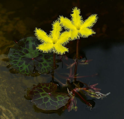 Australian aquatic fringe lily A native, aquatic, perennial plant that has been observed in all States of Australia. Grows in slow-flowing or still water, up to 1.5 m deep. It has also been found existing on drying mud patches.

These pretty yellow flowers are just 30 mm diameter. This is the variegated form, where leaves have a lovely marbling of green and purple.

https://www.jungledragon.com/image/124021/australian_aquatic_fringe_lily.html Asterales,Australia,Flora,Geotagged,Menyanthaceae,Nymphoides crenata,Spring,botany,macro,new south wales,spring,wavy marshwort,yellow flower